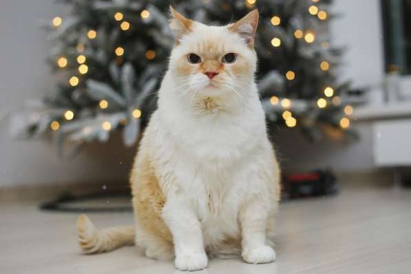 Чудесный белый котейка Пончик в дар добрым сердцам! в фото 8