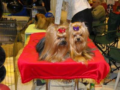 Щенки йорка из питомника в Тюмени фото 3