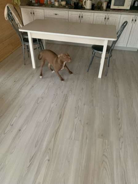 Американский питбультерьер в Ярославле