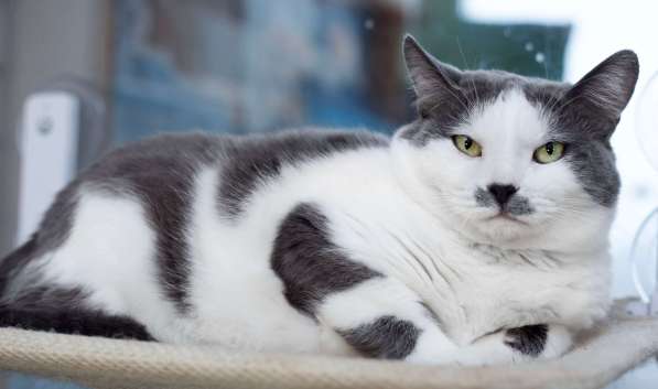 Ласковая и спокойная кошечка Василиса в дар в Москве фото 4