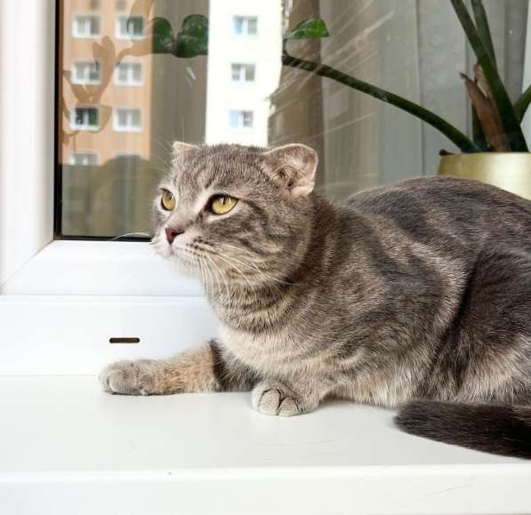 Вислоухая кошечка Энни в добрые руки в Москве