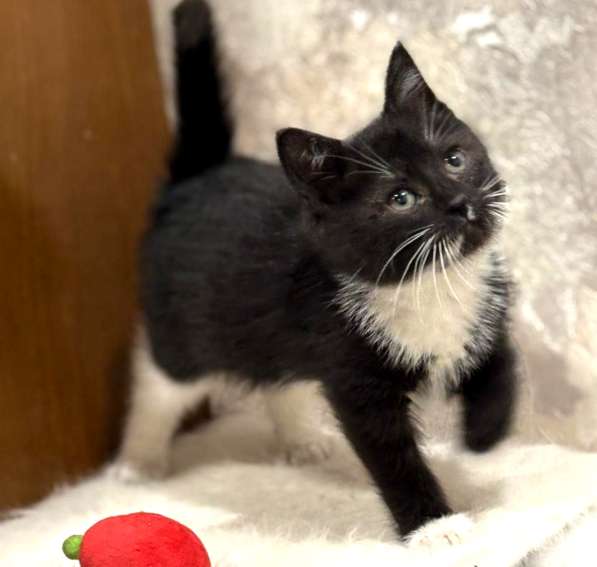 Котенок в добрые руки. Пушистик Фунтик