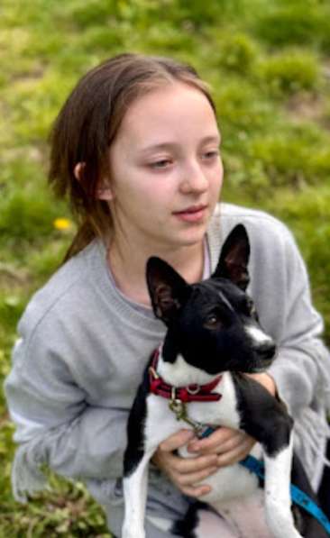 Basenji puppy female available в 