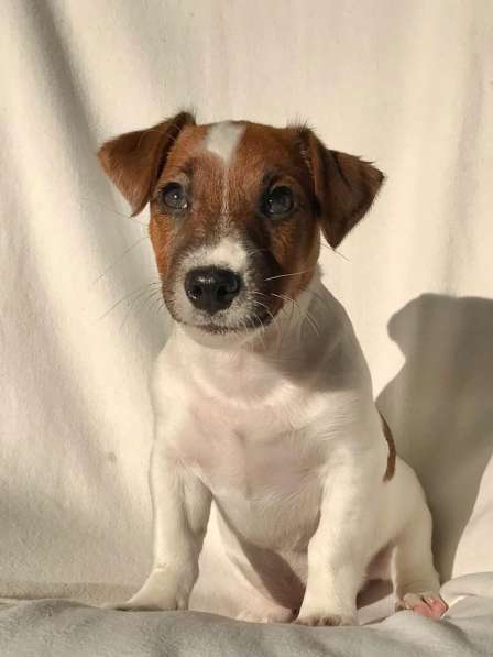 Jack Russell Terrier Welpen в фото 5