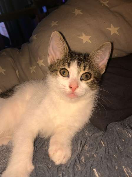 Котенок в добрые руки