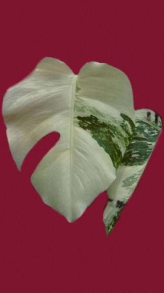 Монстера Альба в Москве фото 3