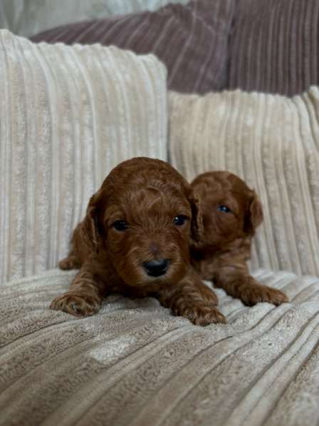 Щенки той-пуделя в Москве фото 9