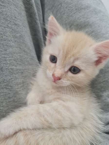 Котята в Новосибирске фото 6