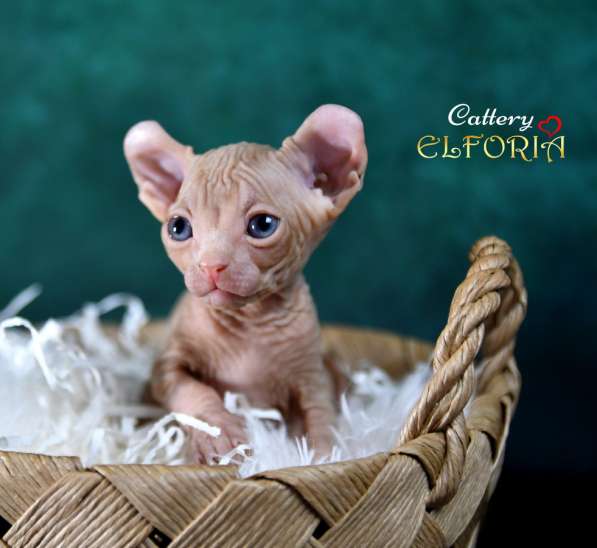 Котята Sphynx, Elf, DWELF в фото 9