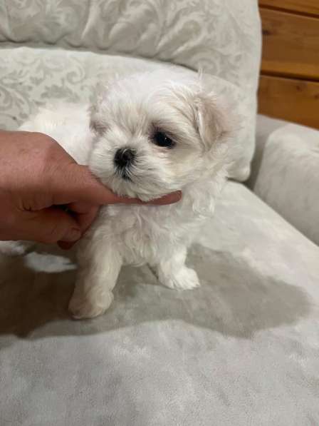 Щенки мальтезе в Горно-Алтайске фото 8