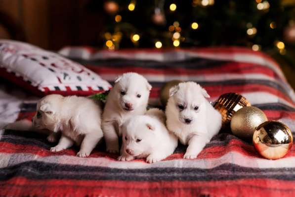 Открыта бронь на щенков хаски в Москве фото 5