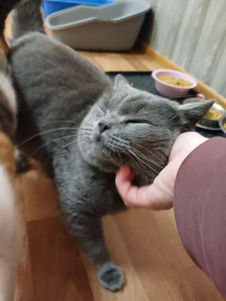 Британский кот Винтер ждет заботливых хозяев в Москве фото 4