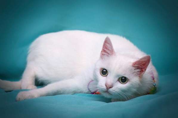 Белая кошечка Одри в добрые руки в Москве фото 15