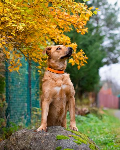 Мягкая и послушная молодая собака ищет дом в Санкт-Петербурге фото 9