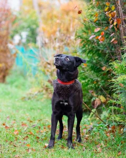 Собака с разноцветными глазами в Санкт-Петербурге фото 17