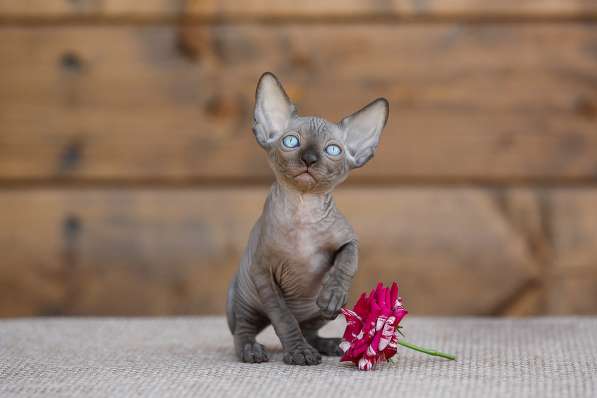 Роскошные из питомника котята Эльф, Бамбино, сфинкс в Ижевске фото 12