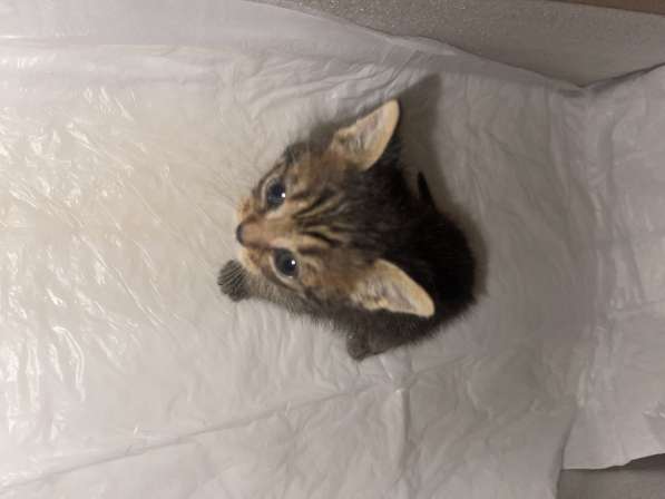 Отдам в добрые руки