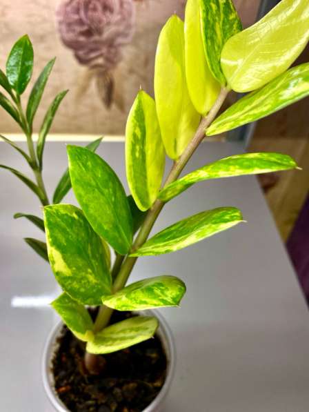 Продам замиокулькасы