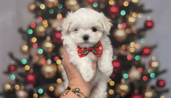 Щенки мальтезе в Горно-Алтайске фото 3