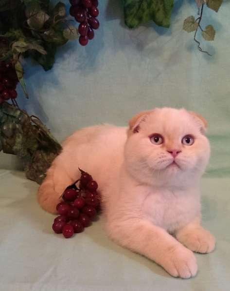 Скоттиш-фолд