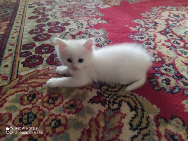 Мейн-кун котята в Краснодаре фото 7