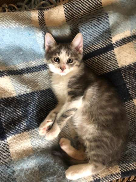 Котята в добрые руки в Москве фото 8