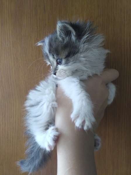 Котята в добрые руки в фото 3