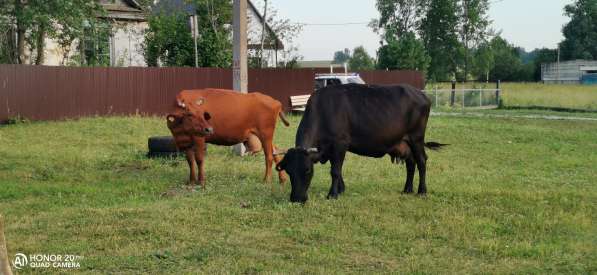Коровы Молочно-мясной породы в Уфе