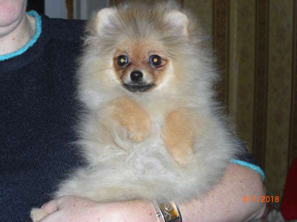 Щенки шпица в Москве