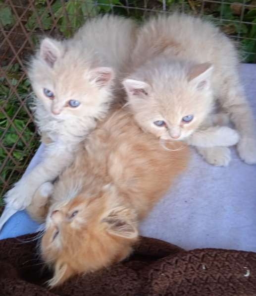 Месячные котята в добрые руки в Москве фото 8