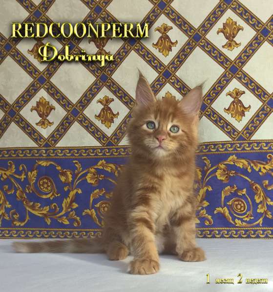 Котёнок Добрыня. Шоу класс. Питомник в Перми фото 6