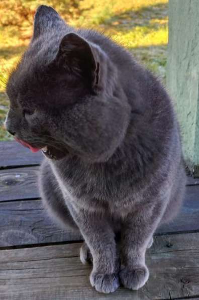 4-летний британский кот даром в Москве фото 19