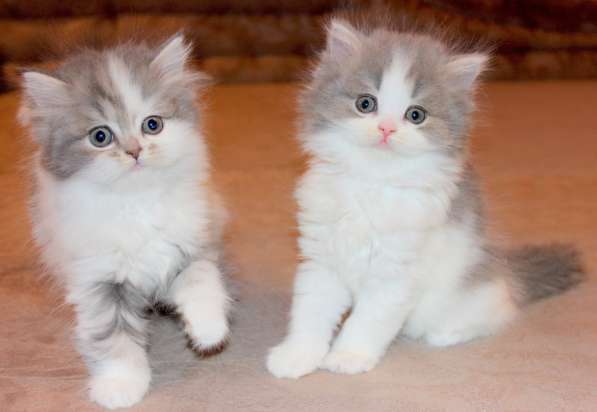 Шотландский котёнок Марсель) в Екатеринбурге фото 10