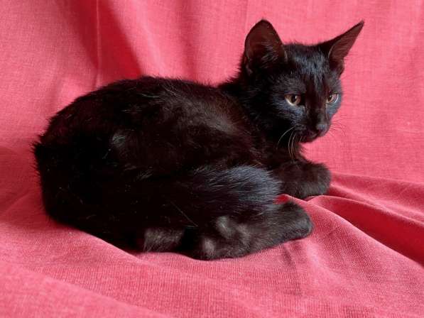 Черный жемчуг - котёнок Коржик ищет заботливых хозяев в Москве