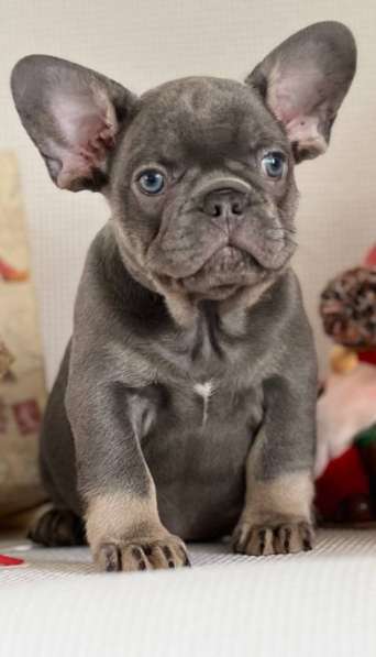 French bulldog