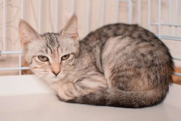 Нежная котенок Принцесса - ищет дом в Москве фото 7