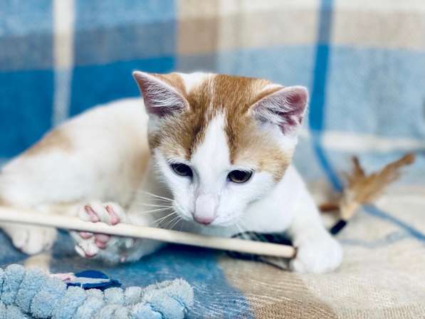 Необыкновенно яркий котенок Сникерс ищет дом в Москве фото 11