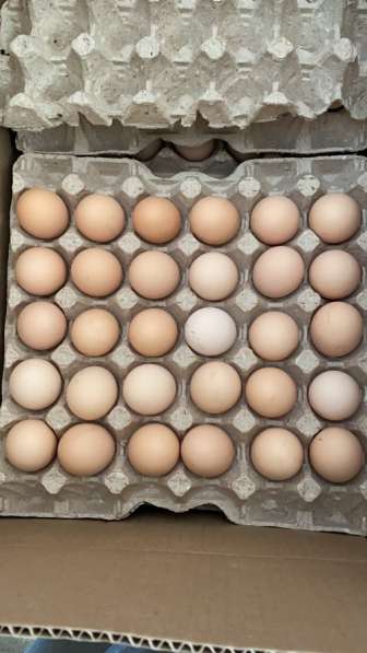Яйцо Куриное Фермерское Кремовое в Ставрополе фото 3