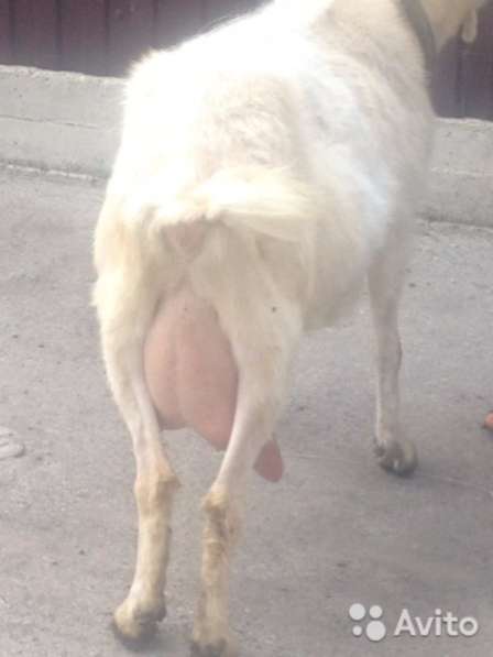 Продам доенную козу и козлят в Челябинске фото 5