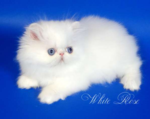Элитный персидский котенок Xmas белого окраса голубоглазый в Москве фото 4