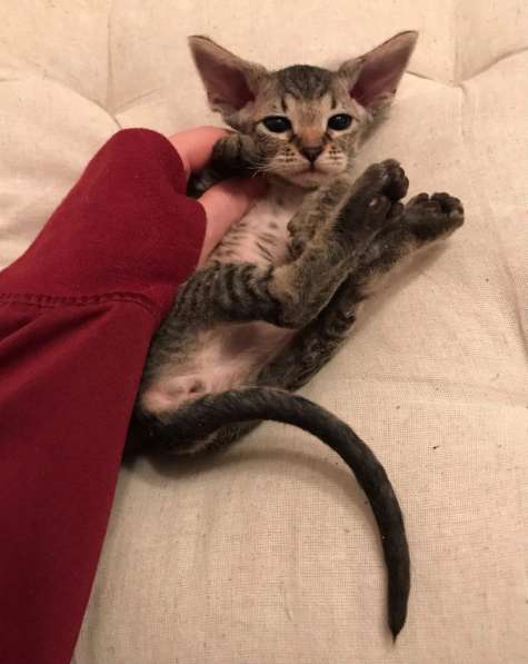 Элитный Девон-Рекс. Кудрявый лесной в Санкт-Петербурге фото 33