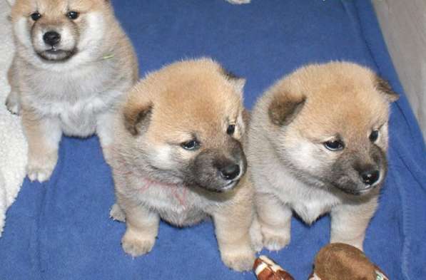 Очень красивые щенки Сиба-ину(Шиба)