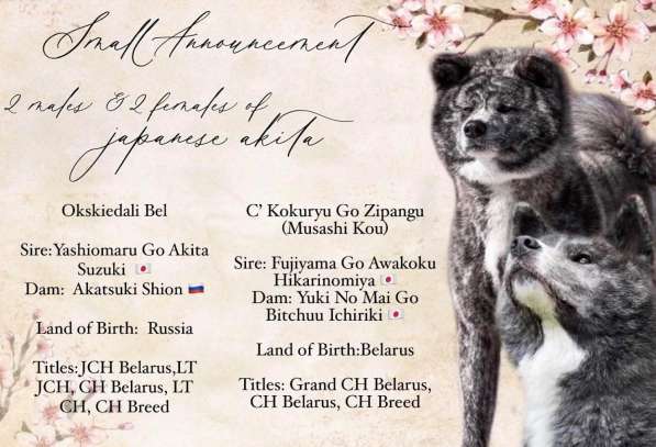 AKITA INU в фото 10