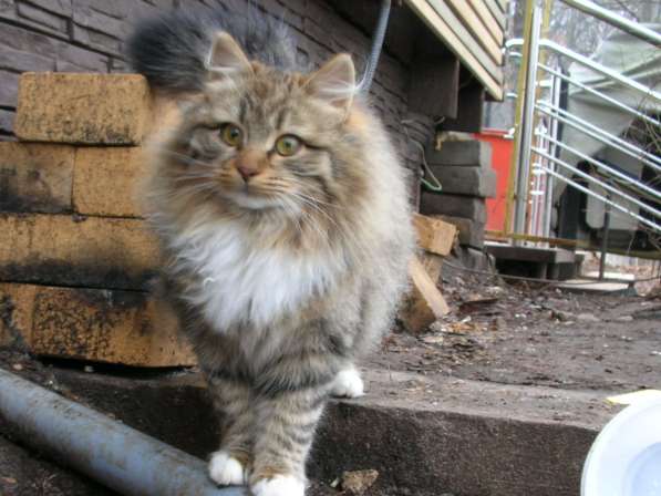 В добрые руки в Москве фото 4