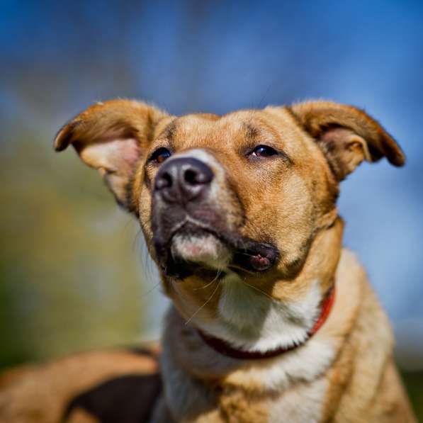 Золотая девочка ищет дом! в Москве