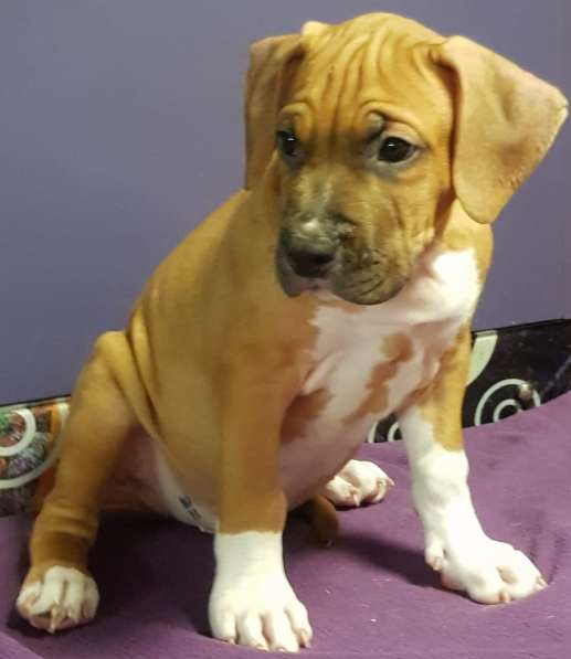 Стаффордширский терьер МАЛЬЧИК в Москве фото 11