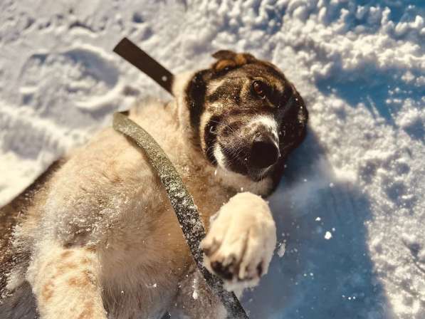 Очень умная и благодарная собака Герда ищет семью! в Москве фото 3