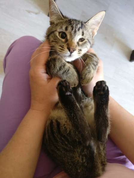 Мурлыка-котенок с дефектом глазика очень ищет дом в Санкт-Петербурге фото 10