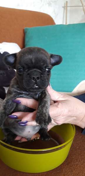 Щенки в Перми фото 3