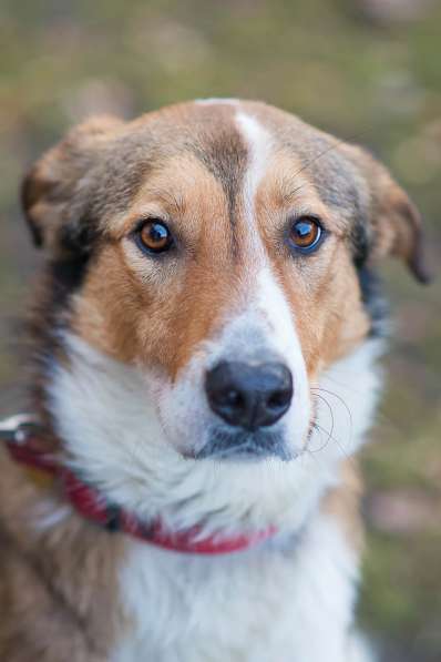 Джим - добропорядочный пёс ищет семью/ в Санкт-Петербурге фото 19